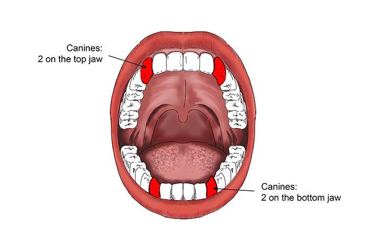 Image showing humans have 4 canine teeth but have become smaller over evolution because humans don’t hunt rendering them unused